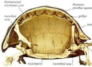 Скелет черепах: строение (фото)